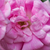 Rózsaszín - Rambler, kúszó rózsa - Superb Dorothy
